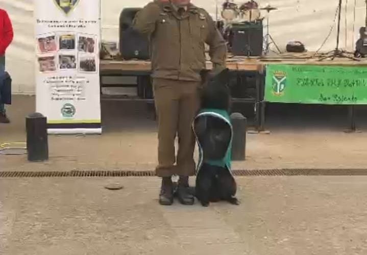 Perro policial  delito a  pequeños   y  publico   en  San Rosendo